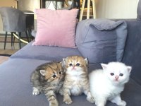 5 adet british yavrularımız