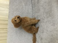 Toy Poodle Yavruları