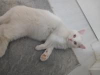 British beyaz kedimiz