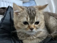 Scottish Ve British Kedimiz