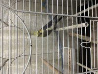 Grey Erkek Damızlık Sultan Papağanı