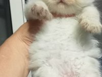 British Ve Scottish Minnoşlar