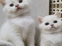 Scottish Straight Golden Point Erkek Kardeşler