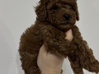 Kore kan toy poodle cinsi yavrularımız