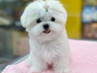 %100 Orjinal Maltese Yavruları