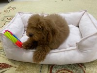 4 Aylık Dişi Toy Poodle