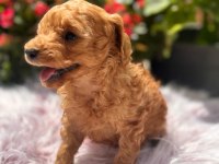 2 Aylık Erkek Poodle Bebek