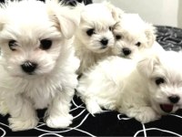 En güzel hediyeniz maltese bebeklerimiz