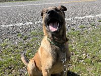 4 aylık safkan belçika kurdu