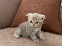 British Shorthair Bebeklerimiz Yeni Yuvalarını Arıyor