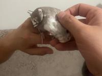 Yavrular 4 Adet Sultan Mevcut Kaçırılmayacak Fırsat