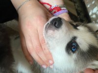 Sibirya Kurdu Yavru Köpekleri