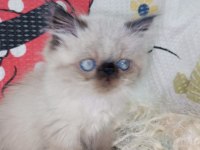 Yavru İran Kedileri