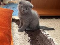 Scottish fold yavru