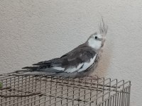 Uygun Fiyata Sağlıklı Sultan Papağanı Açıklamayı Okuyunuz