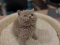 Safkan british shorthair yavrular