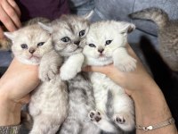 2 Aylık British Yavrularımız Yuvasını Arıyor