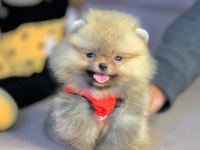 Safkan Pomeranian Boo Yavrularımız