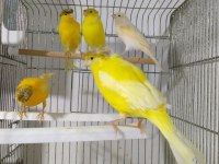 Eşe Hazır Dişi Kanaryalar