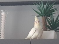 Yavru Sultan Papağanları