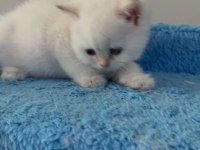 British Shorthair Golden Point Dişi & Erkek Yavrular