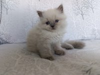 Irk Garantili British Bebeklerim