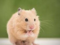 Her renk hamsterler mevcuttur