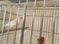 Boğa Gibi Sapasağlam Öten Kanarya