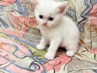Dişi british shorthair tüm eğitimler tam