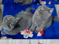 Dost Canlısı British Shorthair