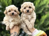 Kahve Renk Toy Poodle Yavrular