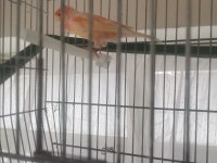 Hazir bangir bangir erkek kırmızı lipogram kanarya