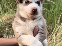 Sibirya Kurdu (Husky) Erkek Ve Dişi Köpeğimiz