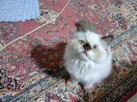 Çikolata Point Longhair Kedimiz