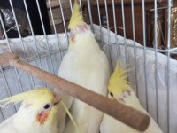 Yavru sultan papağanı ele alışık