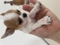 Elma Kafa Küt Burun Mükemmel Anatomi Chihuahua Yavrularımız