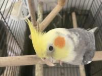 Damızlık Sultan Papağanı