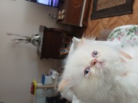 Güzel iran kedisi kızımız