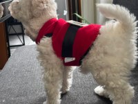 Dişi 3 Aylık Maltipoo