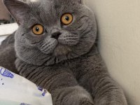 Acil ücretsiz sahiplendirme ankara içi british shorthair