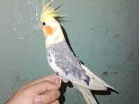 Konuşan eğitime açık sultan papağanı