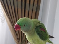 8-9 Aylık Erkek Alexander Tekirdağ İçi Elden Teslim