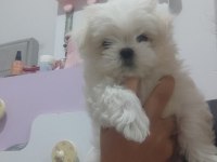 Fci Şecere Belgeli Maltese Erkek