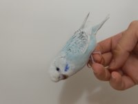 Jumbo Kırığı Dişi Muhabbet Kuşu