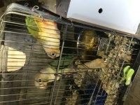 Sağlıklı Genç Hazır Takım Pineapple Konur