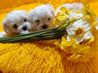 Maltese terrier yavrular gelip görerek alabilirsiniz adrese teslimat var