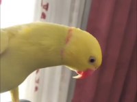 Yetişkin Sarı Pakistan Erkekler