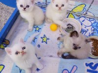 Sevimli British Shorthair Bebişler