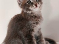 Safkan Maine Coon Yavruları Full Şecereli Ünvanlı Ebeveynlerden