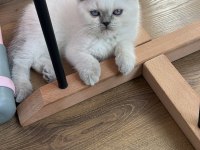 Cana Yakın Ve Uysal British Shorthair Yavrumuz Teslime Hazır